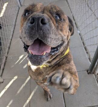 Rescue Boxer Dogs for Adoption in Ventura, California - Millie | PetCurious