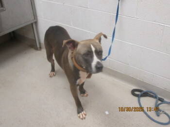 Rescue Pit Bull Terrier Dogs for Adoption in Marietta, Georgia - Cass (51) | PetCurious