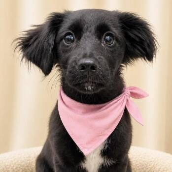 Bombon -  Labrador Retriever Dog for Adoption in Albany, New York - Bombon | PetCurious