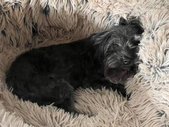 Zacira -  Yorkshire Terrier Dog for Adoption in Milton, Georgia - Zacira | PetCurious