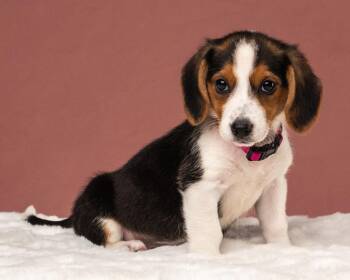 Cadence -  Corgi and Beagle Dog for Adoption in Aiken, South Carolina - Cadence | PetCurious