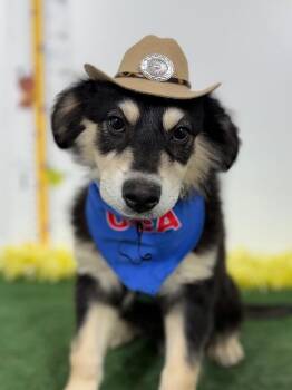 Hovawart and Labrador Retriever Dogs Available for Adoption in Carlsbad, California - Gunner | PetCurious