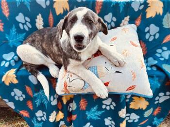 Rescue Anatolian Shepherd and Great Pyrenees Dogs for Adoption in Effingham, Illinois - Sam | PetCurious