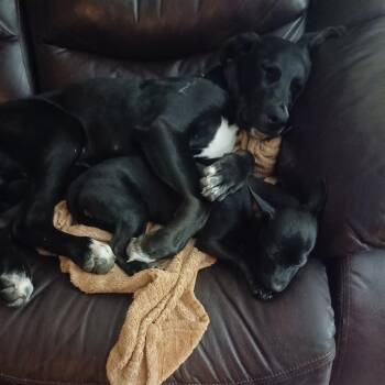 Labrador Retriever Dogs Available for Adoption in Roanoke, Virginia - Odin | PetCurious