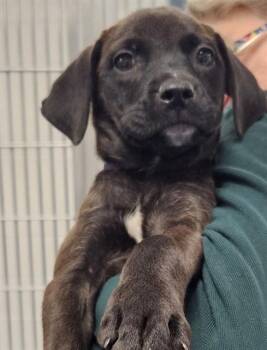 SCOUT -  Pit Bull Terrier and Mixed Breed Dog for Adoption in St. Louis, Missouri - SCOUT | PetCurious