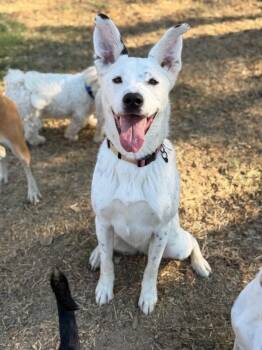 Puff puff-One of our Amazing Rescue Dogs -  White German Shepherd and Dalmatian Dog for Adoption in Carlsbad, California - Puff Puff-One Of Our Amazing Rescue Dogs | PetCurious