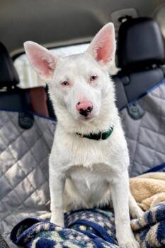 Australian Shepherd Dogs Available for Adoption in Princeton, Massachusetts - Powder - Deaf - RI Foster | PetCurious