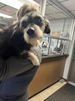 CHUCO -  Terrier Dog for Adoption in Stockton, California - CHUCO | PetCurious