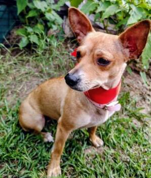 Tinkerbelle -  Chihuahua Dog for Adoption in VERNON ROCKVL, Connecticut - Tinkerbelle | PetCurious