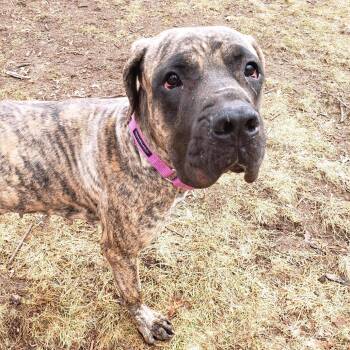 Mastiff and Cane Corso Dogs Available for Adoption - Magnolia D10570 | PetCurious
