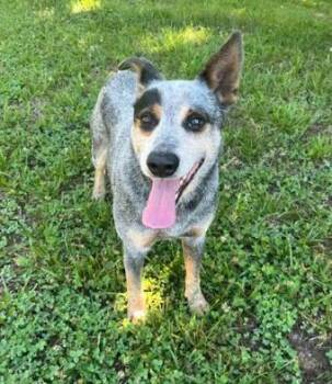 Charlie Bleu -  Australian Cattle Dog Blue Heeler Dog for Adoption in Mocksville, North Carolina - Charlie Bleu | PetCurious