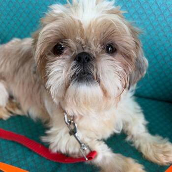 Forlani -  Shih Tzu Dog for Adoption in Lenexa, Kansas - Forlani | PetCurious