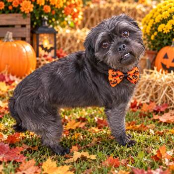 Jinx -  Shih Tzu and Mixed Breed Dog for Adoption in Binghamton, New York - Jinx | PetCurious