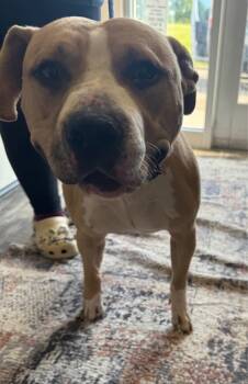 Rescue Pit Bull Terrier and Mixed Breed Dogs for Adoption in Willmar, Minnesota - Honor | PetCurious