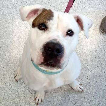 Terrier Dogs Available for Adoption in Des Moines, Iowa - Xella | PetCurious