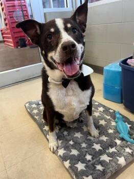 Mixed Breed Dogs Available for Adoption - DJ | PetCurious