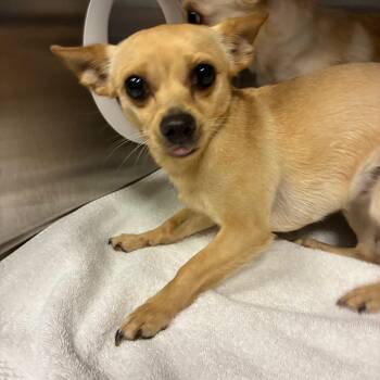 Monologue -  Chihuahua Dog for Adoption in Greensboro, North Carolina - Monologue | PetCurious
