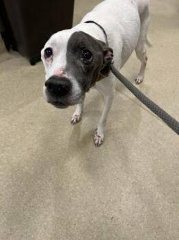 Marshall -  Mixed Breed Dog for Adoption in Atlanta, Georgia - Marshall | PetCurious