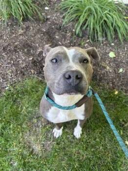 Robin -  Pit Bull Terrier and Mixed Breed Dog for Adoption in Westland, Michigan - Robin | PetCurious