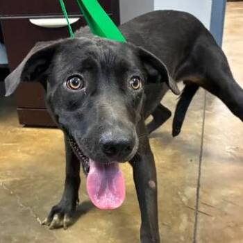 Emily -  Black Labrador Retriever Dog for Adoption in Enterprise, Alabama - Emily | PetCurious
