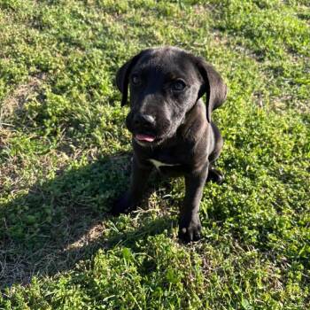 Mixed Breed Dogs Available for Adoption in Fredericksburg, Virginia - Richard Webber | PetCurious