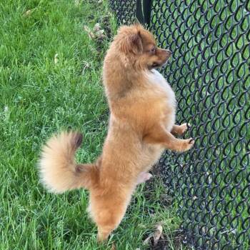 Symbol -  Pomeranian and Chihuahua Dog for Adoption in Minneapolis, Minnesota - Symbol | PetCurious
