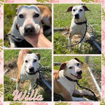 Terrier Dogs Available for Adoption in Fort Smith, Arkansas - Willa | PetCurious