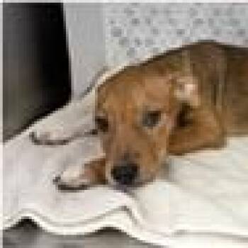 Zoey -  Terrier Dog for Adoption in Tampa, Florida - Zoey | PetCurious