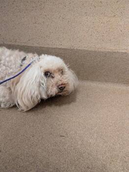 Maltese and Poodle Dogs Available for Adoption - SKYE | PetCurious