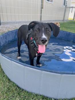 Labrador Retriever and Mixed Breed Dogs Available for Adoption in South Bend, Indiana - Otis | PetCurious