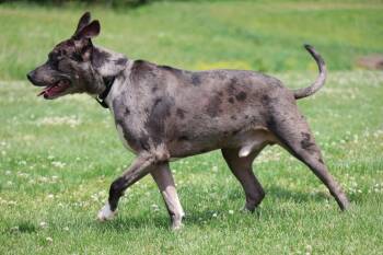 Mixed Breed Dogs Available for Adoption in Columbia, Tennessee - Fenrir | PetCurious