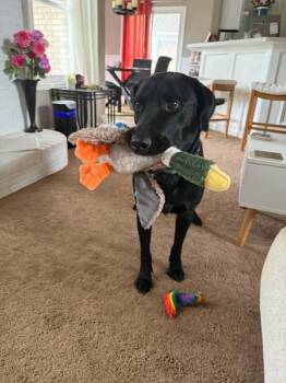 Black Labrador Retriever Dogs Available for Adoption in Coldwater, Michigan - Kelley | PetCurious