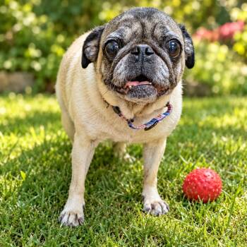 Milly -  Pug Dog for Adoption in Rockville, Maryland - Milly | PetCurious