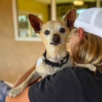 Rango -  Chihuahua Dog for Adoption in Ramona, California - Rango | PetCurious