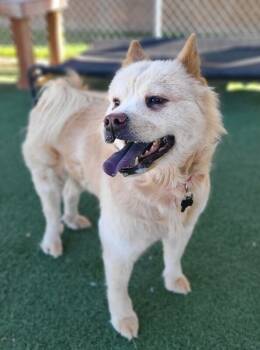 Rescue Chow Chow Dogs for Adoption in Fruit Heights, Utah - Hinamee | PetCurious