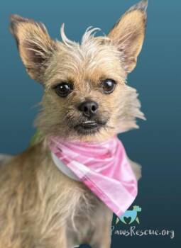 Rescue Brussels Griffon Dogs for Adoption in Hondo, Texas - Nelly - Brussels Griffon Mix Baby | PetCurious