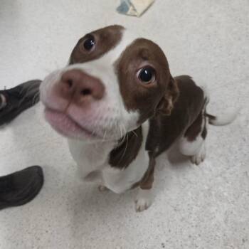 Pooh -  Mixed Breed Dog Available for Adoption in Binghamton, New York - Pooh | PetCurious