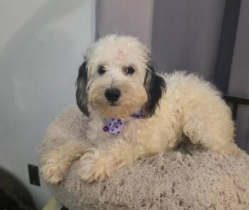Sadie -  Maltipoo and Miniature Poodle Dog for Adoption in Manvel, Texas - Sadie | PetCurious