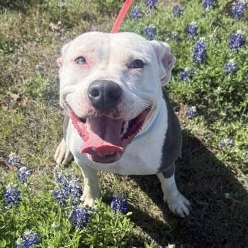 Pit Bull Terrier Dogs Available for Adoption - Ocean | PetCurious