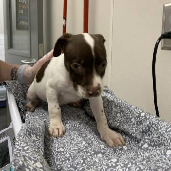 Sequoia -  Pit Bull Terrier Dog for Adoption in Morganton, North Carolina - Sequoia | PetCurious