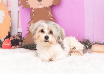 Poppy -  Yorkshire Terrier and Shih Tzu Dog for Adoption in Frisco, Texas - Poppy | PetCurious