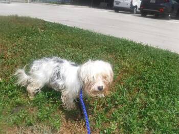 BUD -  Yorkshire Terrier and Mixed Breed Dog for Adoption in Doral, Florida - BUD | PetCurious