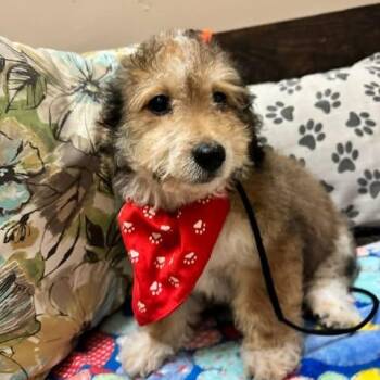 Maltipoo and Poodle Dogs Available for Adoption in Cupertino, California - DENVER | PetCurious