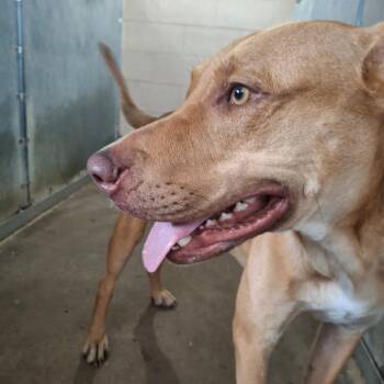 Zorro -  Pit Bull Terrier Dog for Adoption in Edinburg, Texas - Zorro | PetCurious