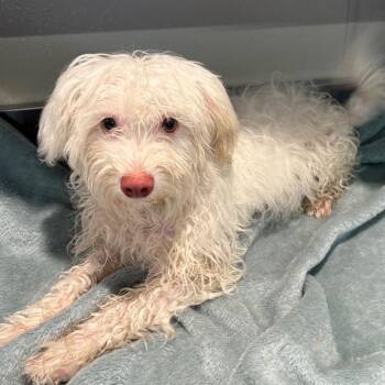 IVHS-Stray-141928 -  Maltese and Schnauzer Dog for Adoption in San Gabriel, California - IVHS-Stray-141928 | PetCurious