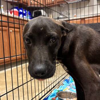 Terrier and Mixed Breed Dogs Available for Adoption in Tupelo, Mississippi - Raven - 032506U | PetCurious