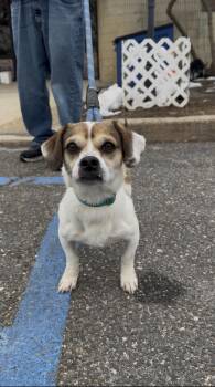 Beagle and Pug Dogs Available for Adoption - Badger | PetCurious