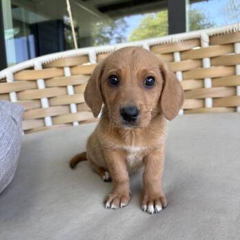 Mixed Breed Dogs Available for Adoption in Charlotte, North Carolina - Flynn | PetCurious