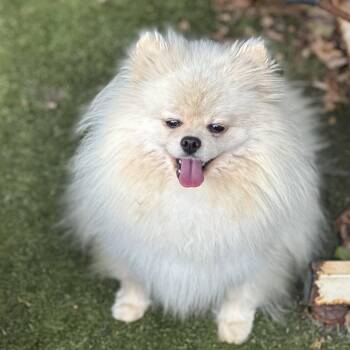 Felicity -  Pomeranian Dog for Adoption in Garland, Texas - Felicity | PetCurious