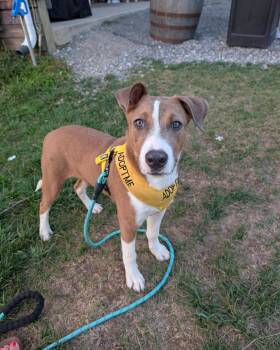 Rescue Mixed Breed Dogs for Adoption in Salisbury, Maryland - Nutmeg | PetCurious